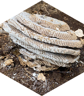 apiculture Brétigny-sur-Orge